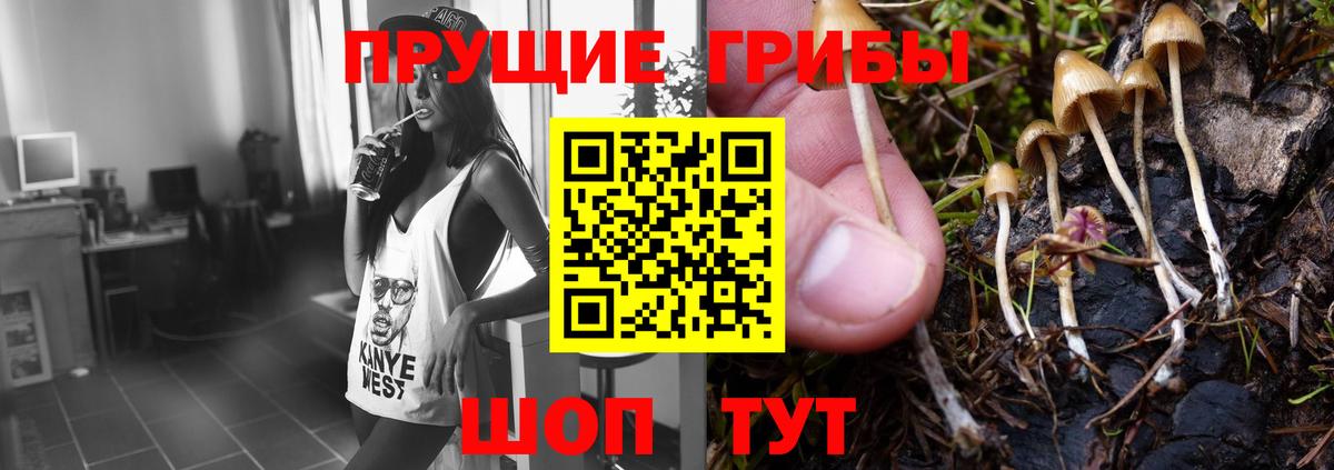 Галлюциногенные грибы Cubensis  Псилоцибиновые грибы мицелий  Алатырь 